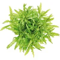 Dennerle Plants Aquariumpflanze Pogostemon Helferi