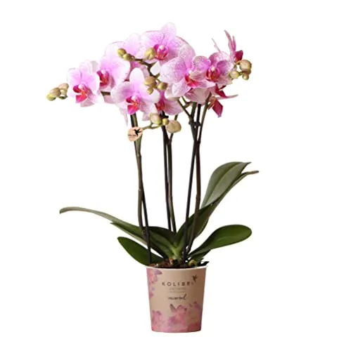 Kolibri Orchids | Rosa Phalaenopsis Orchidee - Ø9cm Topf - Blumen & Stauden - Pflegeleichte rosa Phalaenopsis-Orchidee mit üppigen Blüten an 2-3 Zweigen, ideal für dekorative Töpfe und bringt frische Farbe in Ihr Zuhause.