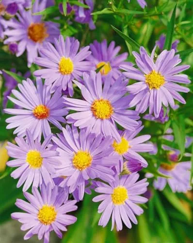 Aster dumosus 'Mittelmeer' 9x9 cm Topf – Winterhart, Mehrjährig, Pflegeleicht – Kissen-Aster – Staude für Beet & Rabatte