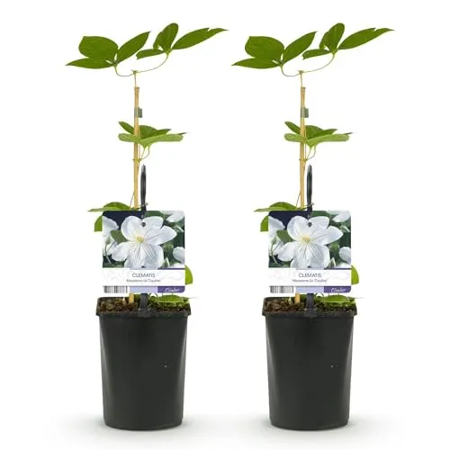 GreenboutiQ - Kletterpflanze - Clematis Madame Le Coultre - blühend weiß - Wenig Pflege - 2 Pflanzen - Topf 11cm Höhe 40cm