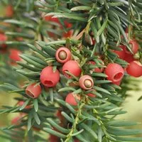 Heimische Eibe Gewöhnliche Eibe 50-60cm - Taxus baccata - Gartenpflanzen von Hecken & Sträuchern, ideal für formelle Gärten und Sichtschutz, robust und winterhart.