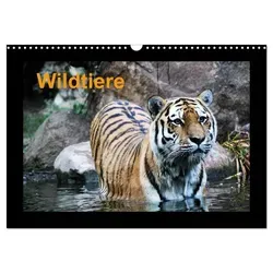 Wildtiere (Wandkalender 2026 DIN A3 quer) CALVENDO Monatskalender von Calvendo/ www.cknof.de/ Claudia Knof/ Www. Cknof. de Knof / Calvendo / Kalender