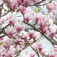 Magnolie Magnolia soulangeana 40 bis 60 cm im Container Reichblühend