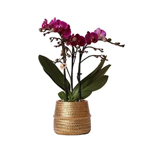 Exotenherz Lila Phalaenopsis Orchidee im Groove Goldtopf - Zimmerpflanze mit eleganter violetter Blüte und 9 cm Ziertopf, ideal zur Verschönerung Ihres Interieurs. Perfekt für Beistelltische oder als Highlight im Wohnzimmer.