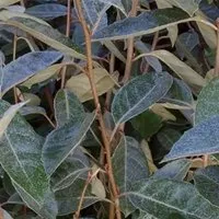 Ölweide Elaeagnus ebbingei 40 bis 60 cm im Container Dunkelgrünes Laub
