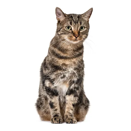 younikat Katzen-Aufkleber in verschiedenen Motiven - Wunderschöner konturgeschnittener Katzen-Aufkleber für drinnen und draußen. UV-geschützt, abwischfest und ideal für vielfältige Oberflächen. Hochwertige Materialien, Made in Germany.