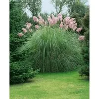 Cortaderia Selloana Rosea Pampasgras Rosa - Elegantes Gartenhighlight - Gräserpflanze mit beeindruckenden rosafarbenen Blütenrispen, ideal für Solitärpflanzungen oder Sichtschutz. Pflegeleicht, winterhart und bis zu 250 cm hoch.