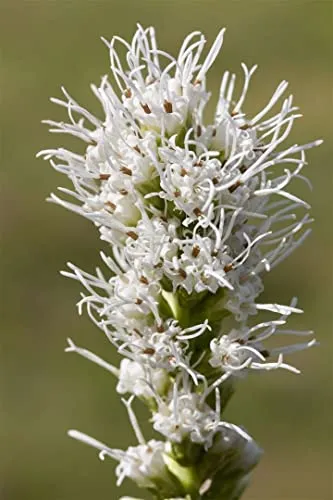 Liatris spicata 'Alba' – Weiße Prachtscharte im 9x9 cm Topf - Die elegante weiße Prachtscharte begeistert mit kerzenförmigen Blütenähen. Ideal für sonnige Beete, als Kübelpflanze oder Schnittblume. Pflegeleicht und winterhart, sorgt sie für moderne Akzente im Garten.