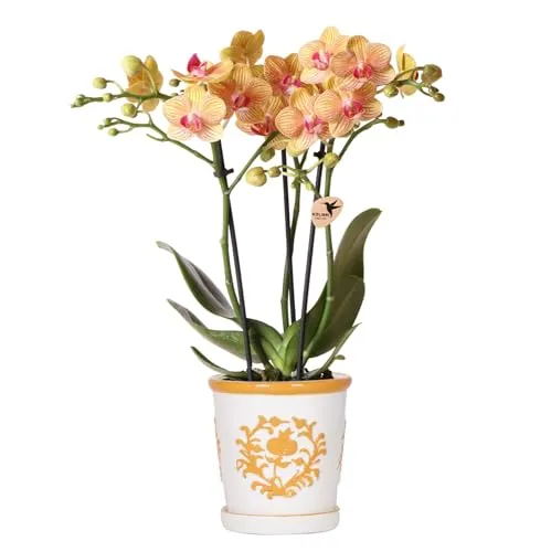 Exotenherz Orange Orchidee Jamaica im Malaga Deko-Topf 9cm - Zimmerpflanze mit eleganter Phalaenopsis Orchidee 'Jamaica' in einem auffälligen Malaga Deko-Topf aus hochwertiger Keramik, bringt tropisches Flair und Sommerstimmung in dein Zuhause.