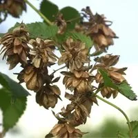Hopfen Pure 40-60cm - Humulus,upulus