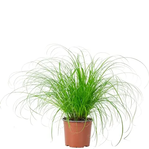 Echtes Katzengras - pflegeleichte Zimmerpflanze, Cyperus alternifolius "Zumula" - Höhe ca. 30 cm, Topf-Ø 12 cm