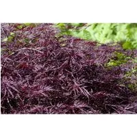 Acer Palmatum Firecracker - Japanischer Ahorn in Leuchtend Rot, 150–175 cm - Hausbaum mit tiefroten Blättern, die im Herbst leuchtend scharlachrot werden. Ideal für Kübel und asiatische Gärten, pflegeleicht und winterhart.