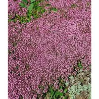 Thymus Serpyllum Magic Carpet Teppich-Thymian Ca. 9x9 cm Topf