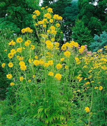 Rudbeckia laciniata 'Goldquelle' 11x11 cm Topf – Winterhart, Mehrjährig, Pflegeleicht – Sonnenhut – Staude für Beet & Rabatte