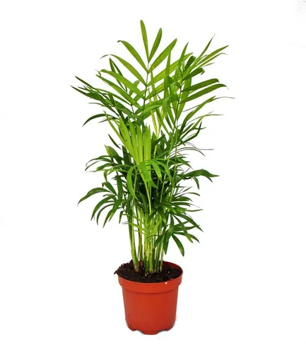 Exotenherz Zimmerpflanze Chamaedorea elegans - Elegante Zimmerpalme im 9cm Topf - Hübsche Zimmerpflanze für ein grünes Zuhause, pflegeleicht und ideal für Innenräume. Verleiht jedem Raum ein tropisches Flair.