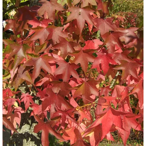 Amerikanischer Amberbaum Oakville Highlight 100-125cm - Liquidambar styraciflua