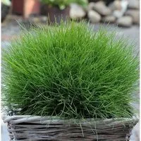 Bärenfell Schwingel - Festuca scoparia