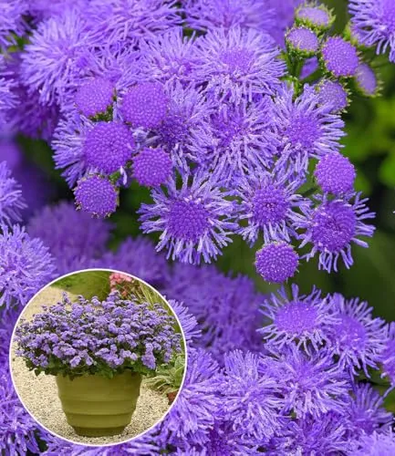 BALDUR Garten 2x Ageratum 'Monarch Magic®' im 10,5 cm Topf - Bienenfreundliche Pflanzen mit starker Blühleistung von Mai bis Oktober. Ideal für Beete und Kübel, pflegeleicht und robust. Wuchshöhe: 20-30 cm, geringer Pflegeaufwand.