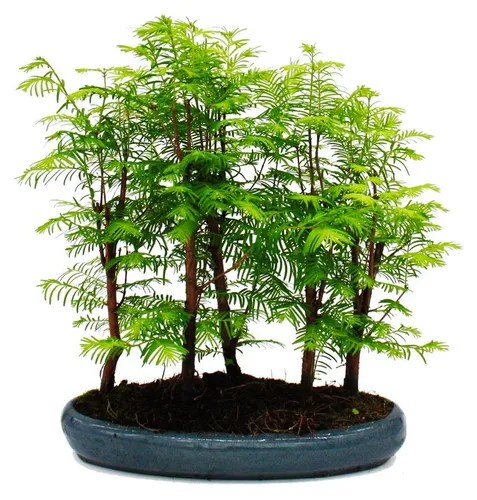 Exotenherz Urwelt-Mammutbaum Bonsai Set - Schaffen Sie mit 5-7 einzigartigen Urwelt-Mammutbäumen ein beeindruckendes Outdoor-Bonsai-Arrangement. Handgearbeitet, ideal für halbschattige bis sonnige Standorte.