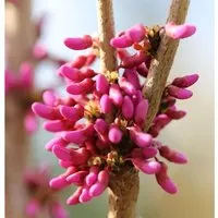 Chinesischer Judasbaum Avondale 60-80cm - Cercis chinensis