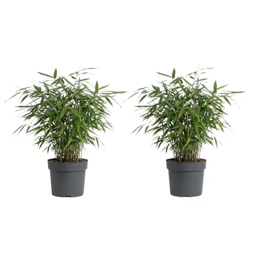 Bloomique - 2er - Set - Fargesia Asian Wonder - Bambuspflanze - Nicht invasive Gartenpflanze - Heckenpflanze - Höhe 20-40 cm - 14 cm Topf