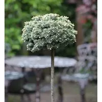 Hochstamm Koreatanne Blauer Eskimo 40-60cm - Abies koreana - Sträucher, winterharte Gartenpflanze mit dichtkugeligem Wuchs und bläulichen Nadeln, ideal für sonnige bis halbschattige Standorte.