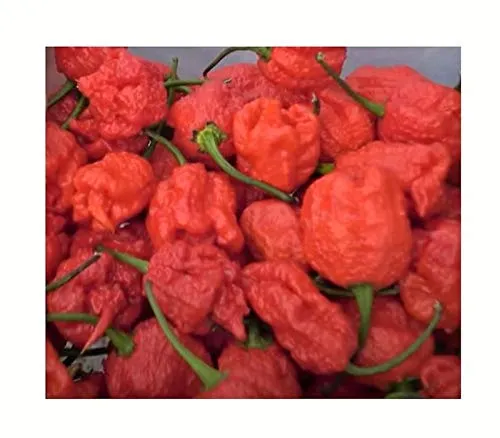 Stk - 20x Carolina Reaper Chili Garten Gemüse Pflanzen – Samen A240 - Seeds & Plants Shop by Ipsa