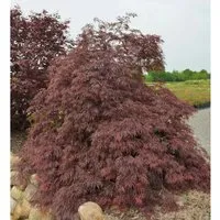 Fächerahorn Inaba shidare 50-60cm - Acer palmatum - Sträucher: Wunderschöner Fächerahorn mit rötlichen Blättern, ideal für sonnige Standorte und langsames Wachstum von 10-15cm/Jahr.