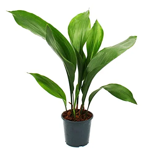 Exotenherz Schusterpalme - Aspidistra elatior - Pflegeleichte Zimmerpflanze - Zimmerpflanze, ideal für lichtarme Standorte und äußerst pflegeleicht. Die Schusterpalme gedeiht sowohl in Dunkelheit als auch in Helligkeit und bringt mit ihren dunkelgrünen Blättern frisches Grün in Ihr Zuhause.