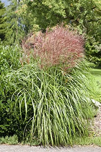 Miscanthus sinensis 'Große Fontäne' 11x11 cm Topf – Winterhart, Mehrjährig, Pflegeleicht – Chinaschilf – Ziergras für Beet & Rabatte