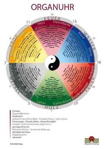 Organuhr Schaubild DIN A2 - Medizin: Informative Darstellung der menschlichen Organe, ideal für Unterricht und praktische Anwendungen.