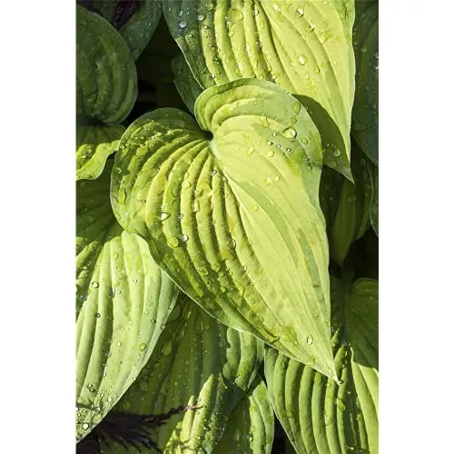 Hosta ventricosa - Glocken-Funkie - 11cm Topf