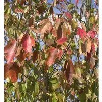 Rot Ahorn Red Sunset 125-150cm - Acer rubrum