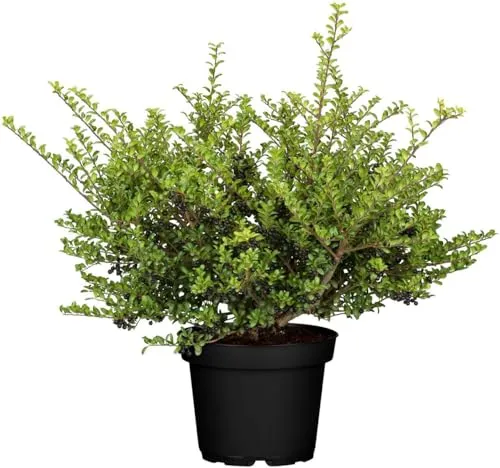 Ilex crenata 'Convexa' - Japanische Stechpalme, immergrün für Hecken - Immergrüne Japanische Stechpalme, ideal für formale Gärten und Kübel. Pflegeleicht, schnittverträglich und winterhart bis -20 °C, sorgt für ganzjährigen Struktur im Garten.