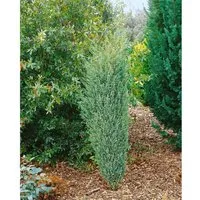 Pflanzen für Dich Konifere Juniperus communis Excelsa - Ziergehölz mit säulenförmiger Silhouette, immergrün und winterhart. Ideal für schmale Sichtschutzpflanzungen und als langlebiger Solitär in Gärten oder auf Terrassen.