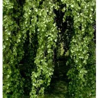 Hänge Buche 100-125cm - Fagus sylvatica Pendula