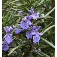 Rosmarin Repens - Rosmarinus officinalis