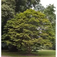 Fächer Ahorn 80-100cm - Acer palmatum - Sträucher, schnell wachsender Fächer Ahorn mit bis zu 10 Metern Höhe, ideal für schattenspendende Gärten und pflegeleicht.