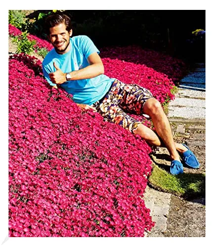 BALDUR Garten Winterhart Bodendecker-Nelke Vivid®, 3 Pflanzen winterharte Polsterstaude Gartennelke, mehrjährig, pflegeleicht, Wasserbedarf gering, blühend, Dianthus Hybride
