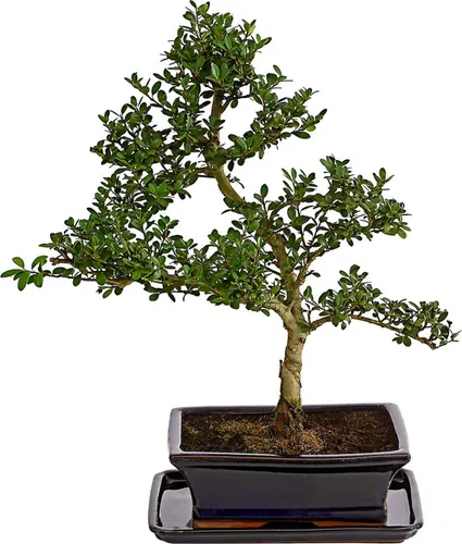Dehner Bonsai Japanische Stechpalme Ilex crenata, 30-40 cm, immergrün - Faszinierender Outdoor-Bonsai in stilvoller Keramikschale – robust und pflegeleicht, ideal für Terrassen und Balkone. Ein einzigartiger Blickfang mit bizarrer Wuchsform.