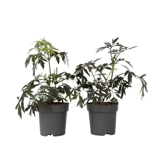 Plant in a Box - Sambucus nigra 'Schwarze Spitze' - 2er Set - Winterhart - Immergrüner Strauch - Topf 17cm - Höhe 25-40cm