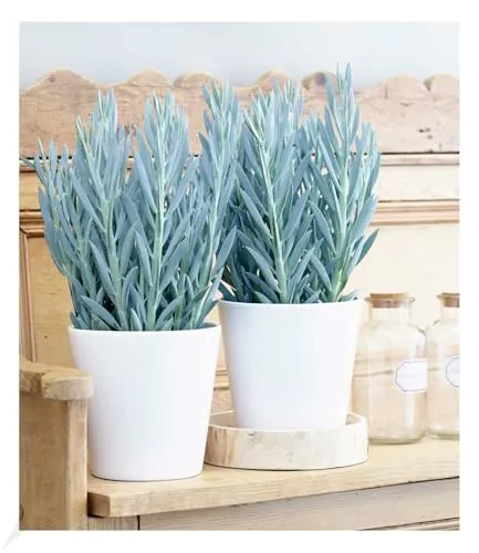 BALDUR Garten Senecio Aquarine® Mount Everest, 1 Pflanze, Exotische Zimmerpflanze Zimmerpflanze, Grünpflanze, mehrjährig - frostfrei halten, Wasserbedarf gering, Curio ficoides Mount Everest