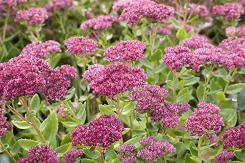 Sedum telephium 'Herbstfreude' 9x9 cm Topf – Winterhart, Mehrjährig, Pflegeleicht – Fetthenne – Staude für Beet & Steingarten