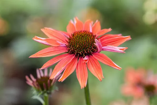 Pflanzen für Dich Staude Echinacea purp. Sundown, 1 St., Sonnenhut, Roter Sonnenhut