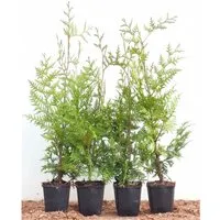 Thuja occidentalis 'Brabant' 40-60 cm