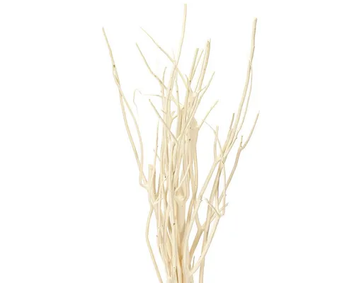 Trockenblume Mitsumata Zweige Weiß Deko 34-60cm 12 St Naturdeko Asiatisch, 12 Stück, Viana, Höhe 2 cm