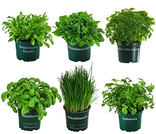Dehner Kräuter-Set Küchenkräuter, 6 Stück – Frische Kräuter für Ihre Küche - Kräutersamen & -pflanzen: 6 essentielle Küchenkräuter wie Basilikum und Petersilie, ideal für frische Gerichte. Lieferung in Topfgröße Ø 12 cm, ca. 15 cm hoch.