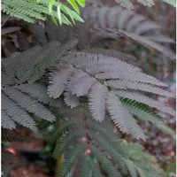 Hochstamm Seidenakazie Summer Chocolate - Schlafbaum 80-100cm - Albizia julibrissin