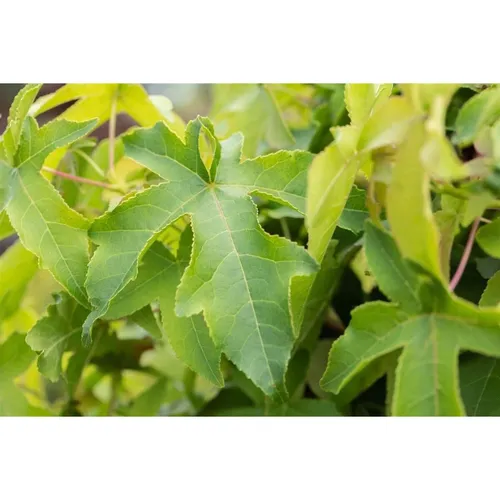 Liquidambar Styraciflua Autumn Color Globe Amberbaum 100–125 cm