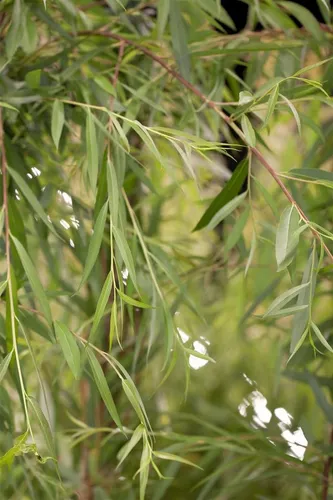 Salix alba 'Tristis' - Trauerweide, 100-150 cm - Blumen & Pflanzen, schnellwachsend und winterhart, ideal für große Gärten und als Schattenspender am Teichrand.